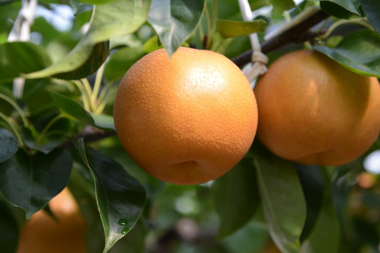 伊万里産のブランド梨「甘太郎」