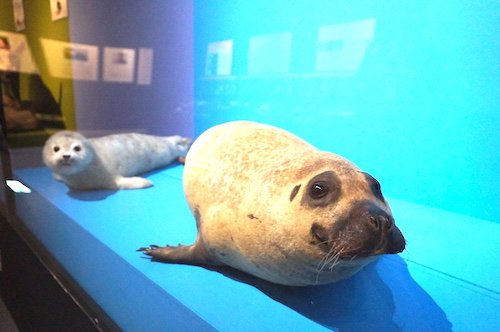さまざまな動物たちの親子が展示されているスペース