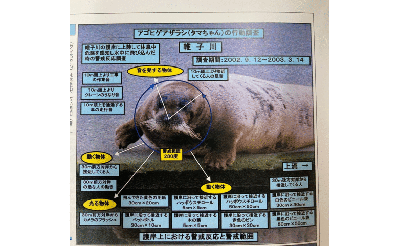 アゴヒゲアザラシのタマちゃんの行動調査について記載した記事