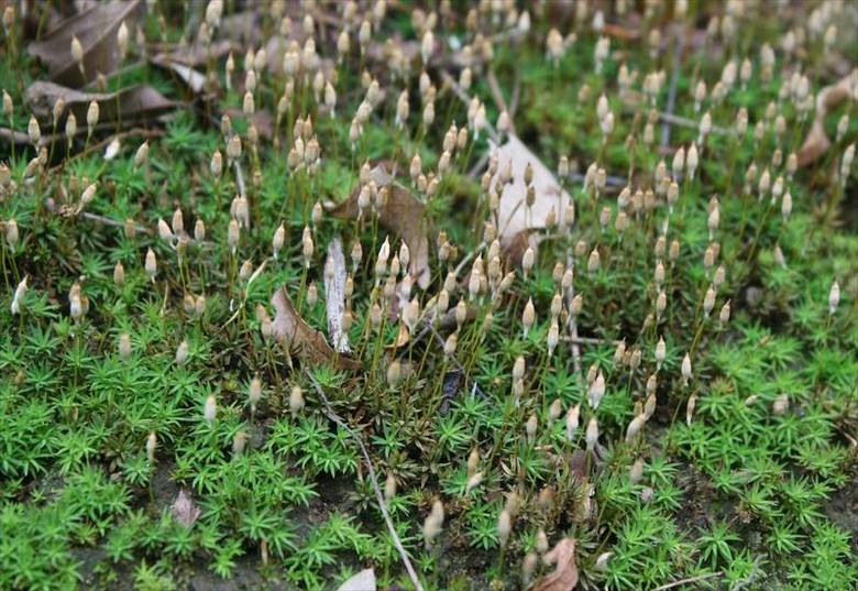 胞子体が伸びたコスギゴケの群落