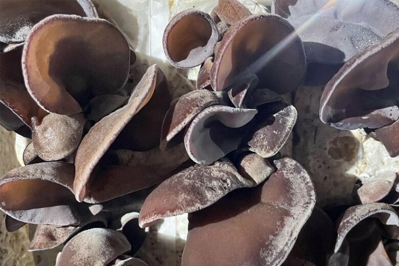 「きくらげファーム稲沢」で栽培中のきくらげ。どうしても地味で存在感の薄いイメージが…