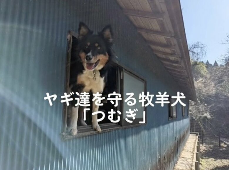 ヤギたちを守る牧羊犬「つむぎ」
