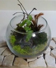 おうちで簡単苔テラリウム