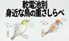 「スズメは単3一個分の重さ」自然ガイドの投稿に注目「自然に興味が沸く！」