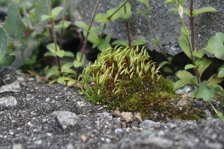 ハリガネゴケの仲間
