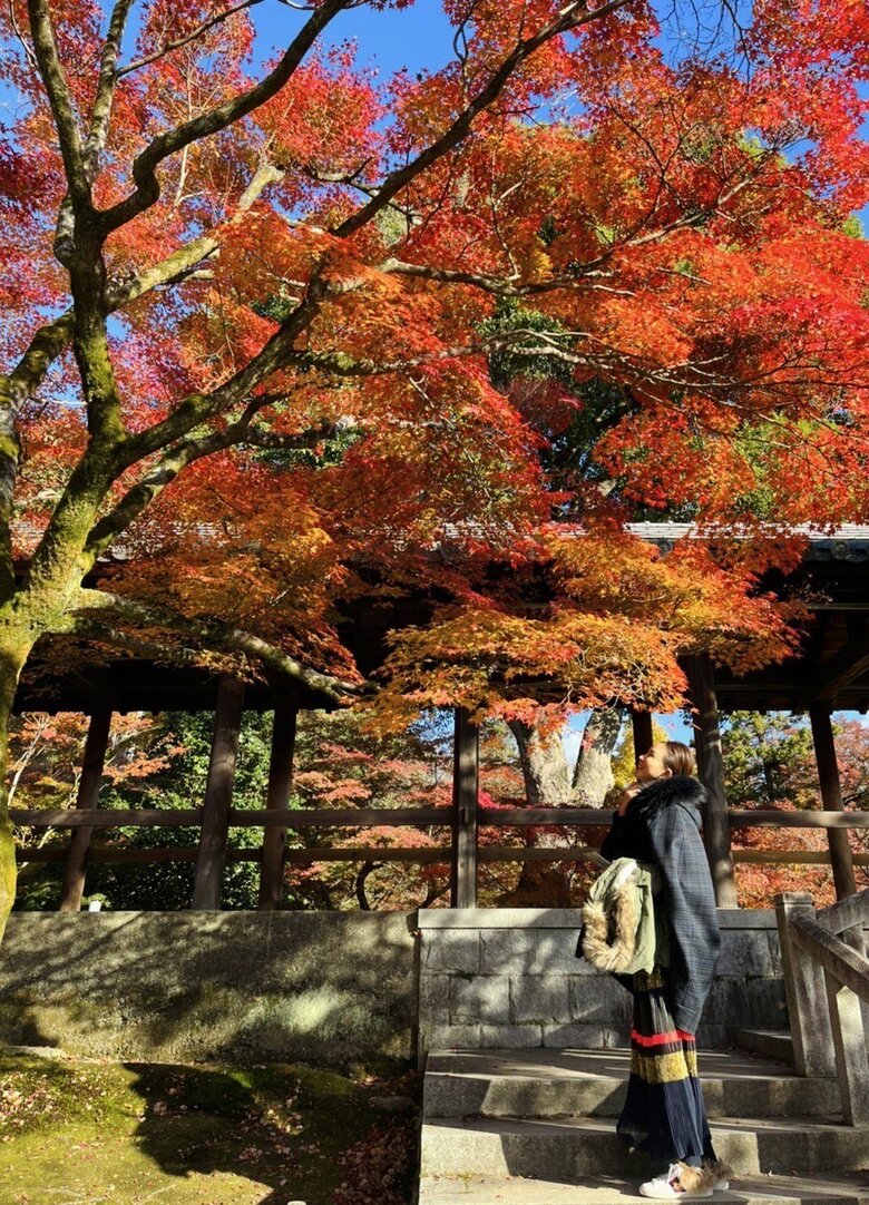 京都の美しい紅葉を眺めるSHIHOさん「絵になる！」