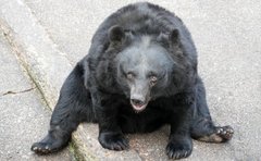 「クマの駆除だけじゃ不十分」猟師が10年続ける人里に寄せつけない対策はドングリ探し「苗木約1400本を植樹して」