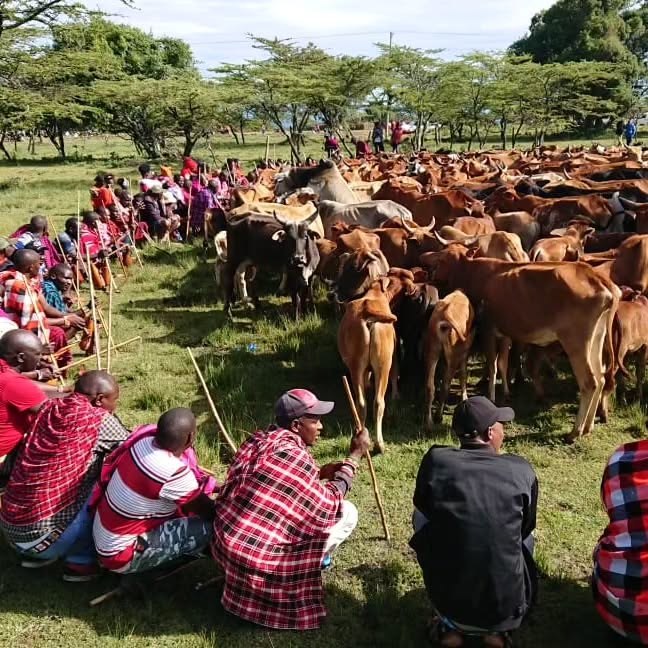 牛を囲むマサイ族の人々