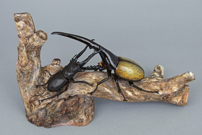 2024年　木彫ヘラクレスオオカブトとギラファノコギリクワガタ