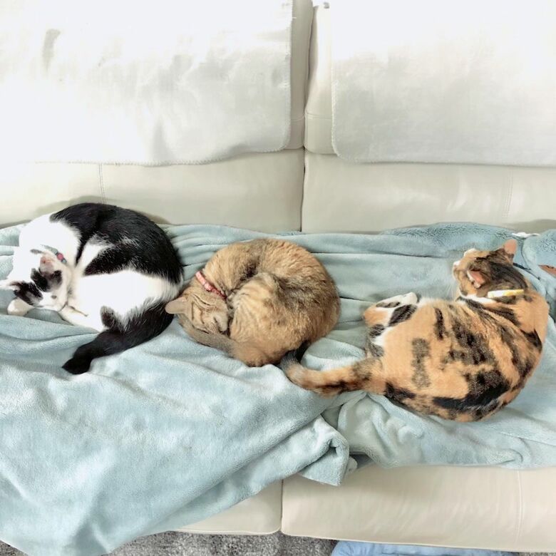 現在は18匹の保護猫たちのお世話もしている