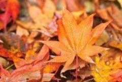 子供と一緒に木の実で作るおもちゃ５選