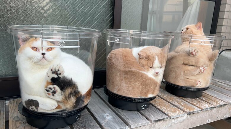 バケツにも見事にフィット