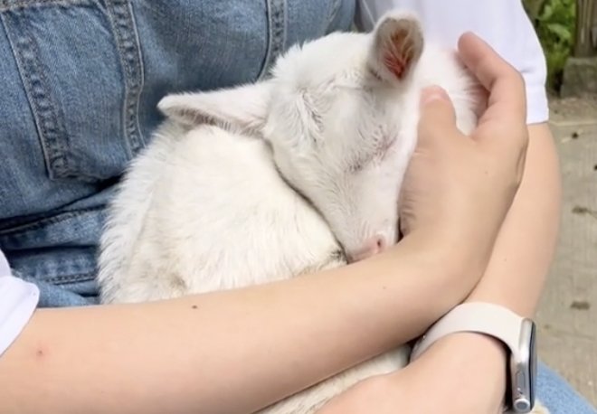 おやすみなさい…