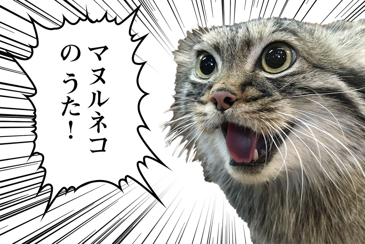 マヌルネコのうたに沼る人続出！那須どうぶつ王国「今では人気NO.1 ...
